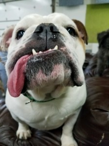 Tongue Winston
